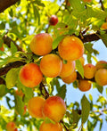Baby Crawford Peach - Raintree Nursery