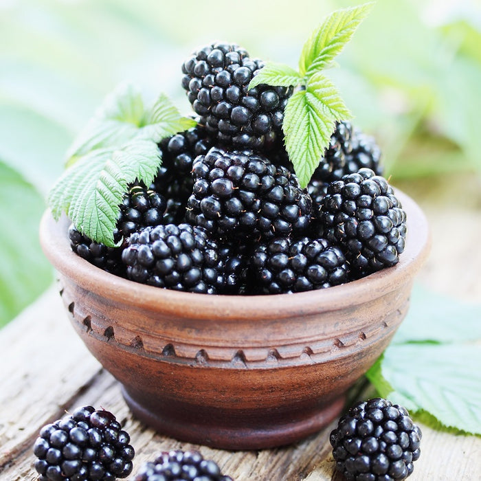 Blackberry Ginger Dark Balsamic