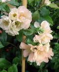 Cameo Flowering Quince - Raintree Nursery