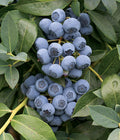 Clockwork Blueberry