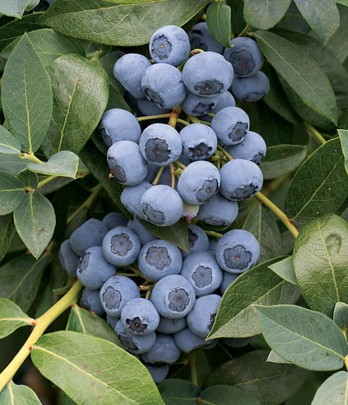 Clockwork Blueberry