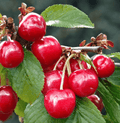 Crimson Passion® Cherry