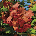 Kalinka™ Highbush Cranberry-Berries-North Woods-1 Gallon Pot-