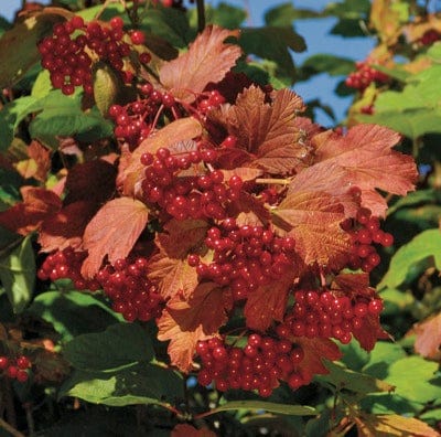 Kalinka™ Highbush Cranberry-Berries-North Woods-1 Gallon Pot-