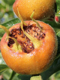 Macrocarpa Medlar - Raintree Nursery