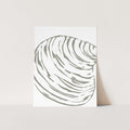 Modern Seashell Study, No. 1 - Jetty Home