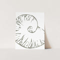 Modern Seashell Study, No. 3 - Jetty Home