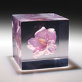 Sola Cube Sakura gift
