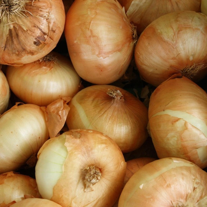 Steakhouse Onion Cheddar