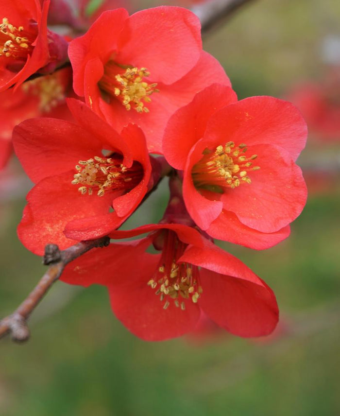 Super Fusion Flowering Quince - Raintree Nursery