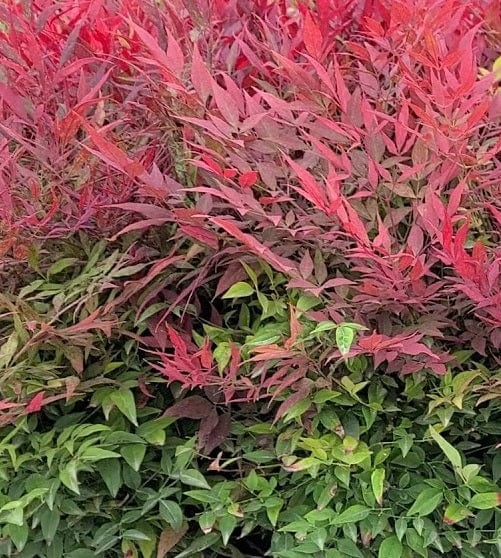 Tuscan Flame Heavenly Bamboo-Ornamentals-Alpha-1 Gallon Pot-